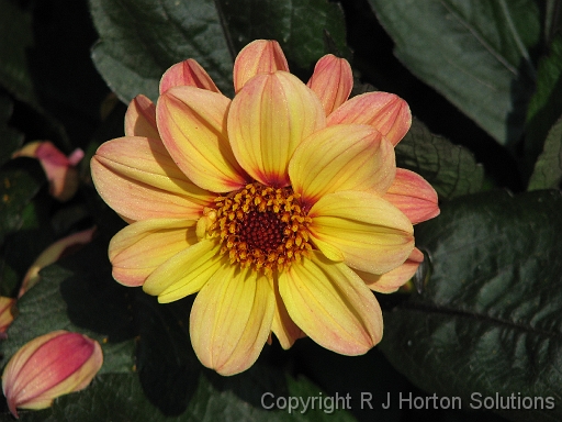 Dahlia D Yell Pink